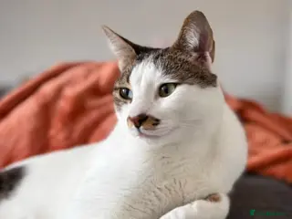 Arabian Mau cats Male Rescue Cat for Indoor-only Adoption - Advert 14