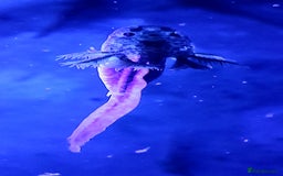 Axolotl reptiles for sale: Axolotls  - Image 34