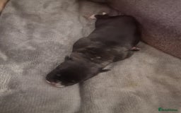 Mixed Breed dogs for sale: Amazing puppys  - Image 12