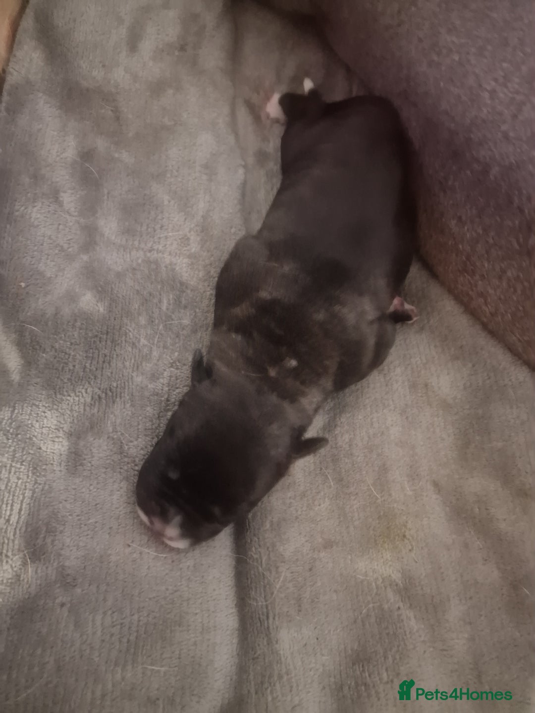 Mixed Breed dogs for sale: Amazing puppys  - Image 12