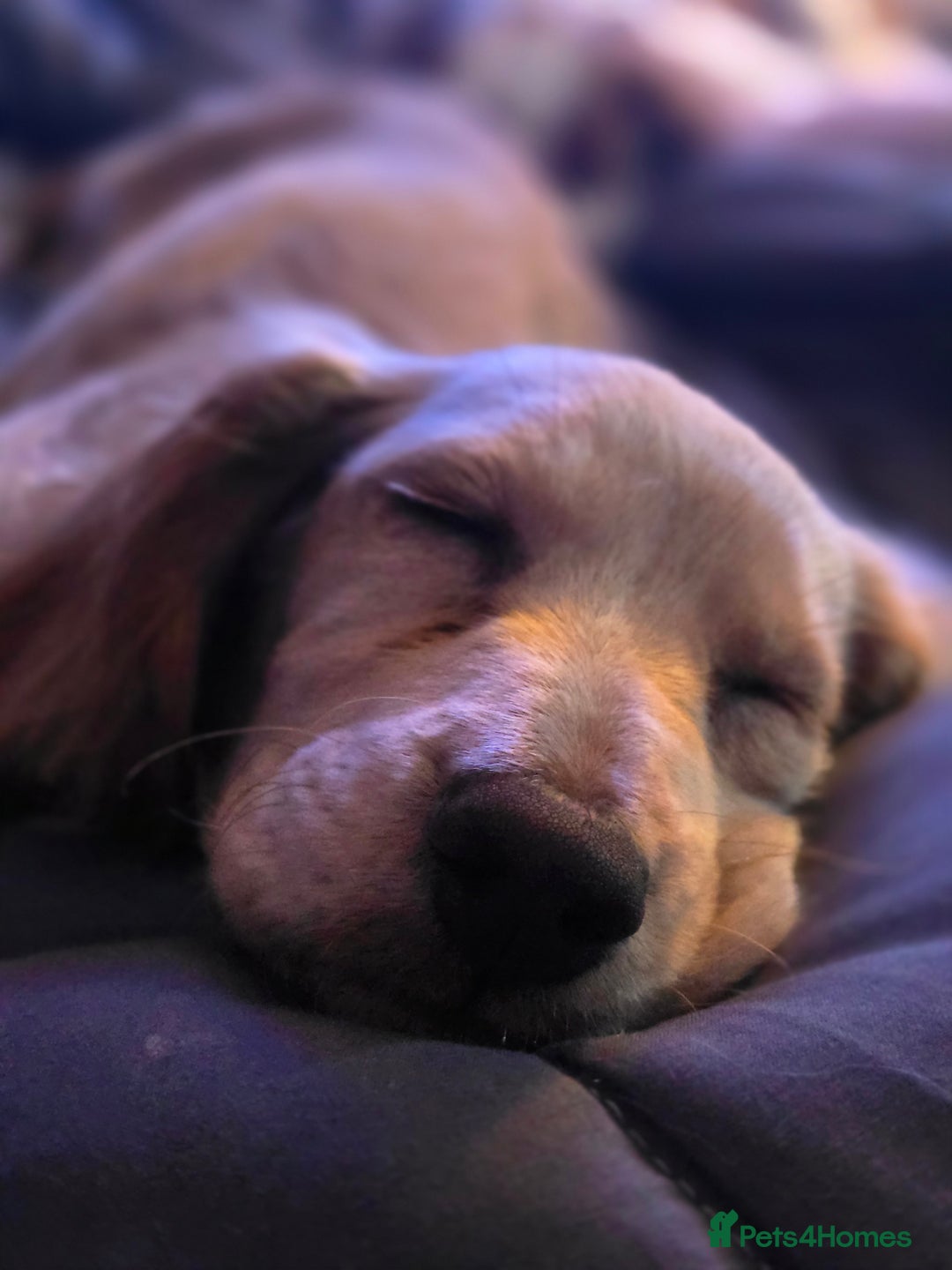 Sprocker dogs for sale: Sprocker Puppy  - Advert 3