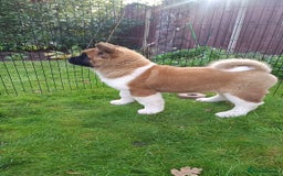 Akita dogs for sale: Beautiful KC registered Akitas  - Image 18