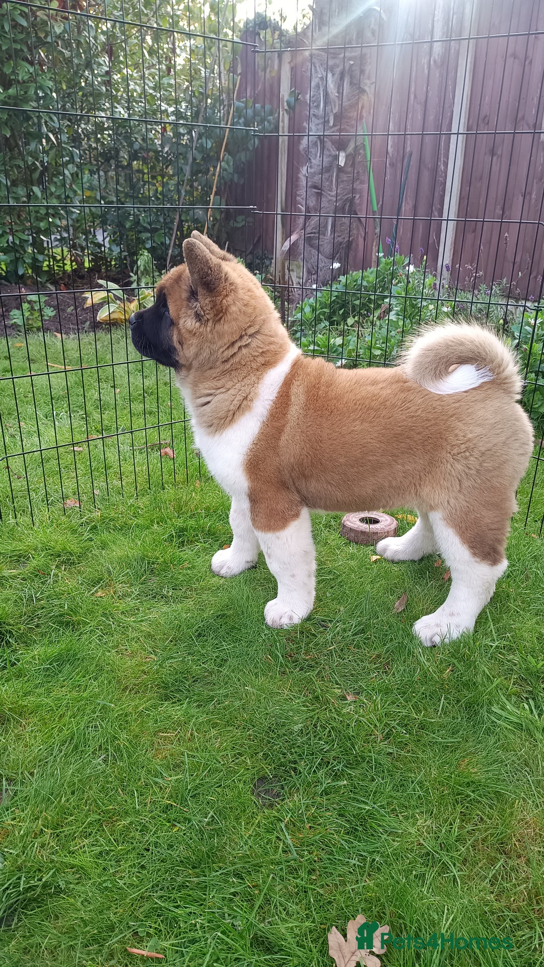 Akita dogs for sale: Beautiful KC registered Akitas  - Image 18