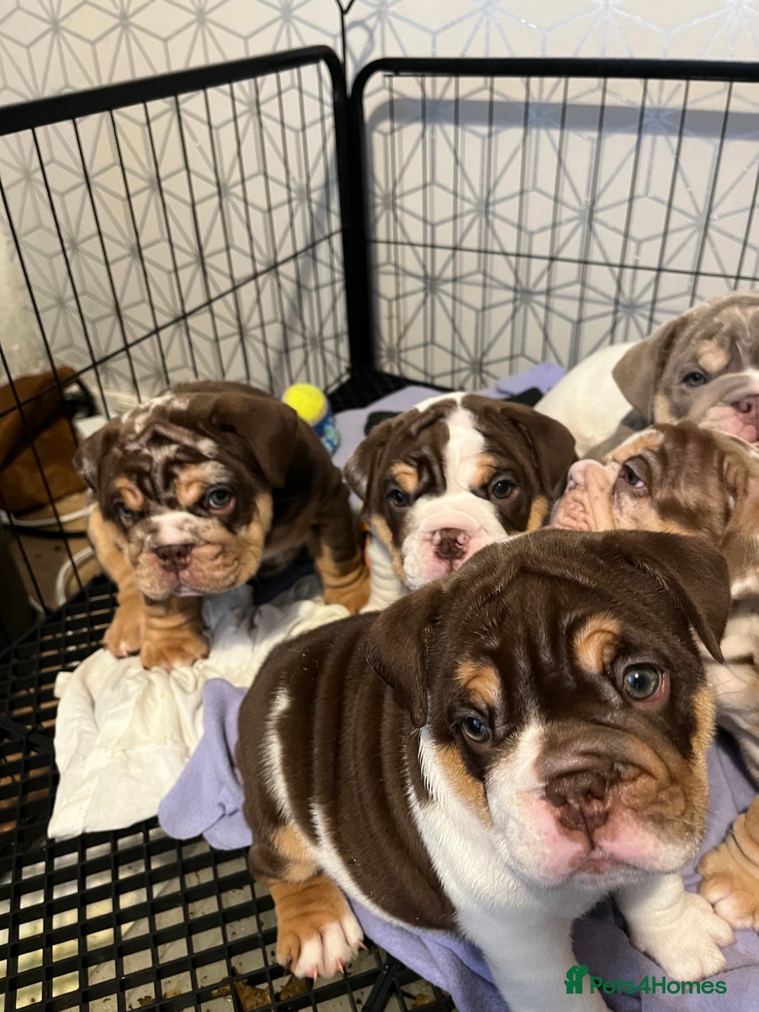 English Bulldog dogs for sale: QC puppies  - Image 3
