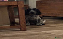 Cocker Spaniel dogs for sale: Stunning KC Show Cocker Spaniels - Image 6