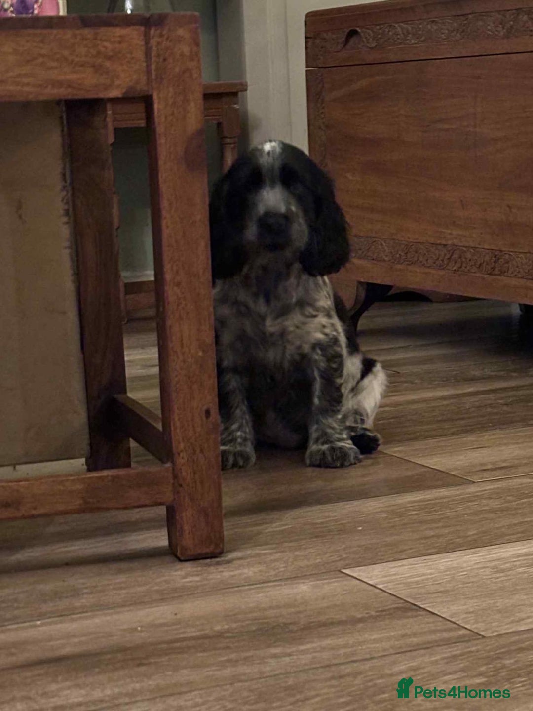 Cocker Spaniel dogs for sale: Stunning KC Show Cocker Spaniels - Image 6