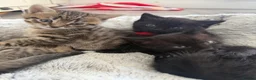 Mixed Breed cats for sale: Kittens looking for forever homes in Morecambe - Advert 4