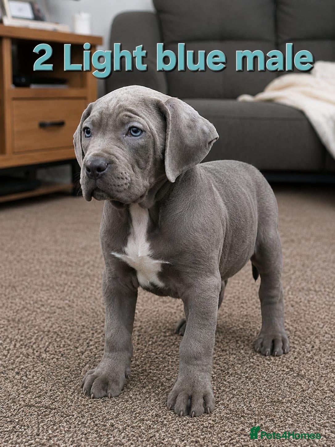 Cane Corso dogs Pure Cane corso need rehoming ready to leave now - Advert 1