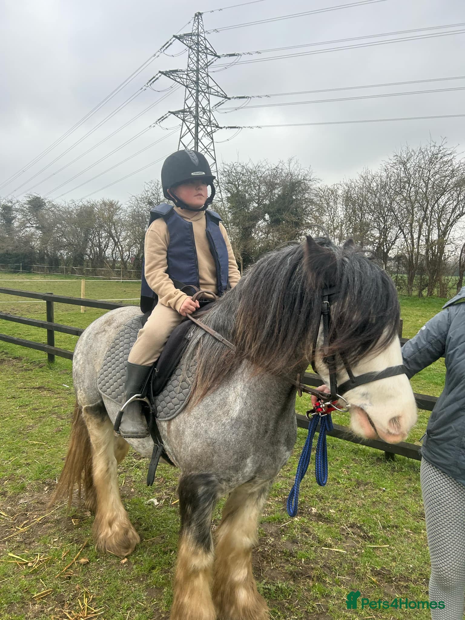 Irish Cob horses for sale: Norman  - Advert 16