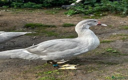 Ducks poultry for sale: 2x Friendly Young Lavender Muscovy Drakes - Image 3