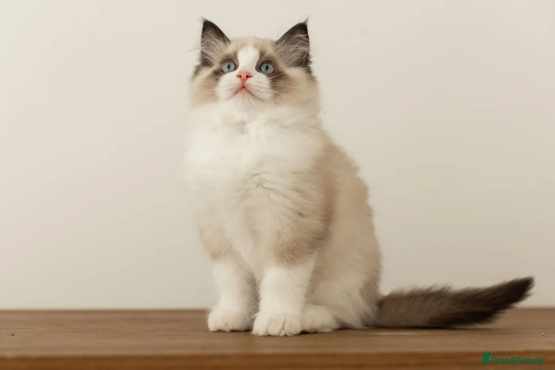 Ragdoll cats for sale: Last Blue Bicolour Ragdoll female available  - Advert 31