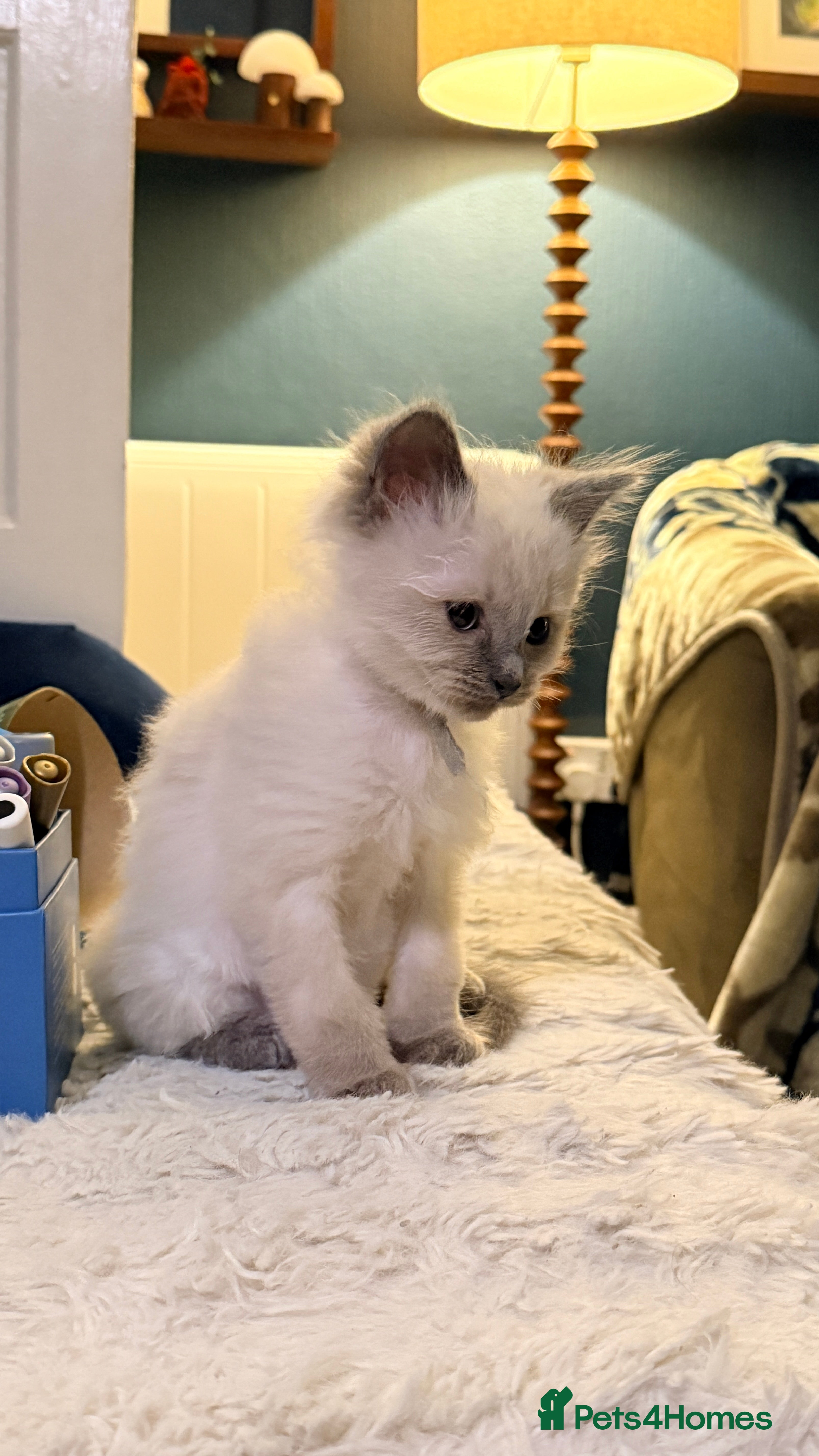 Ragdoll cats Beautiful blue point ragdoll kittens available now - Advert 2
