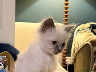 Ragdoll cats Beautiful blue point ragdoll kittens available now - Advert 1