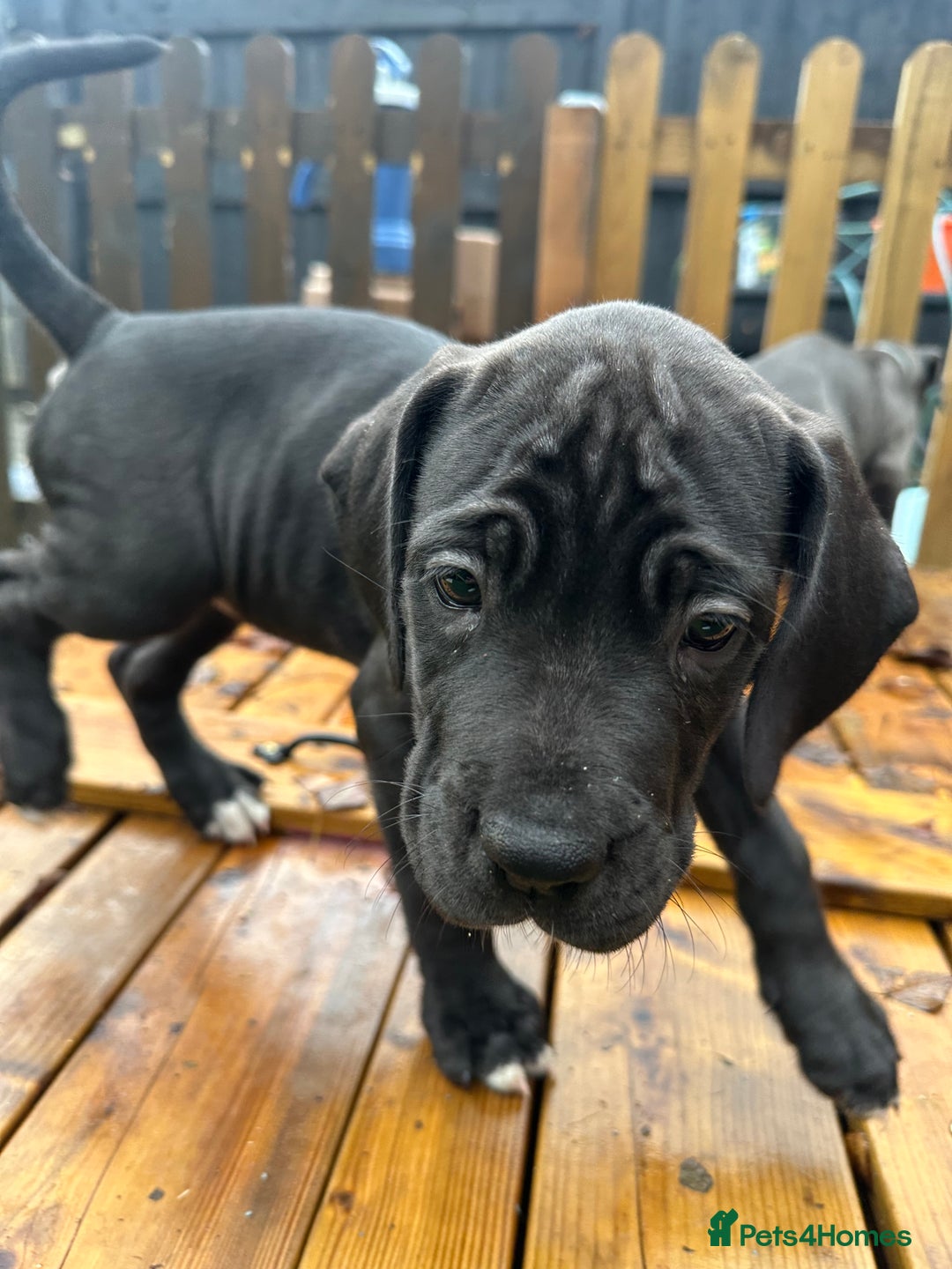 Mixed Breed dogs for sale: Cane corso/Great Dane puppies for sale ✨✨ - Image 22