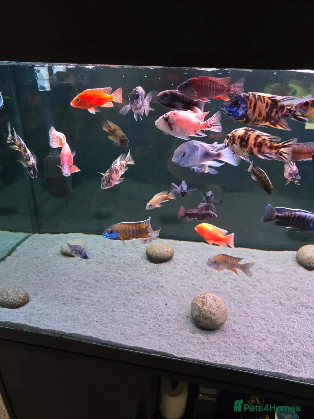 Cichlids fish for sale: 41-42 african chiclids. Peacocks and haps.  - Advert 1