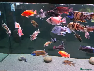 Cichlids fish 41-42 african chiclids. Peacocks and haps. - Advert 1