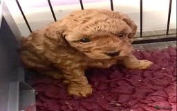 Toy Poodle dogs for sale: Asian Toy Poodle Puppies - Image 5