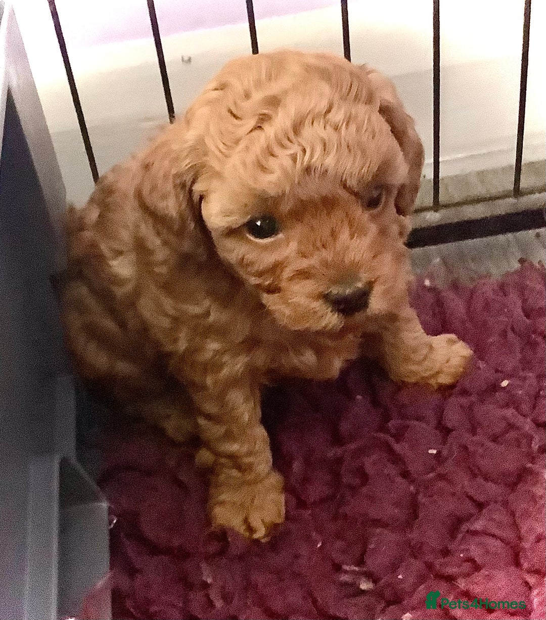 Toy Poodle dogs for sale: Asian Toy Poodle Puppies - Image 5