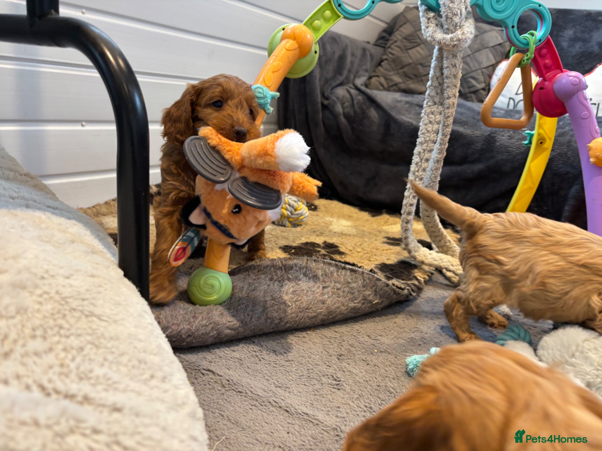 Cockapoo dogs *Hereditary clear Cockapoo Puppies 💜🐶* - Advert 14