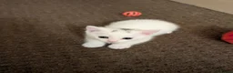 Mixed Breed cats for sale: Beautiful white kittens - Advert 7
