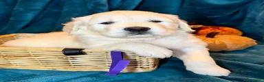 Golden Retriever 9