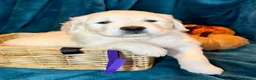 Golden Retriever dogs for sale: KC Registered Golden Retriever Puppies - Advert 18