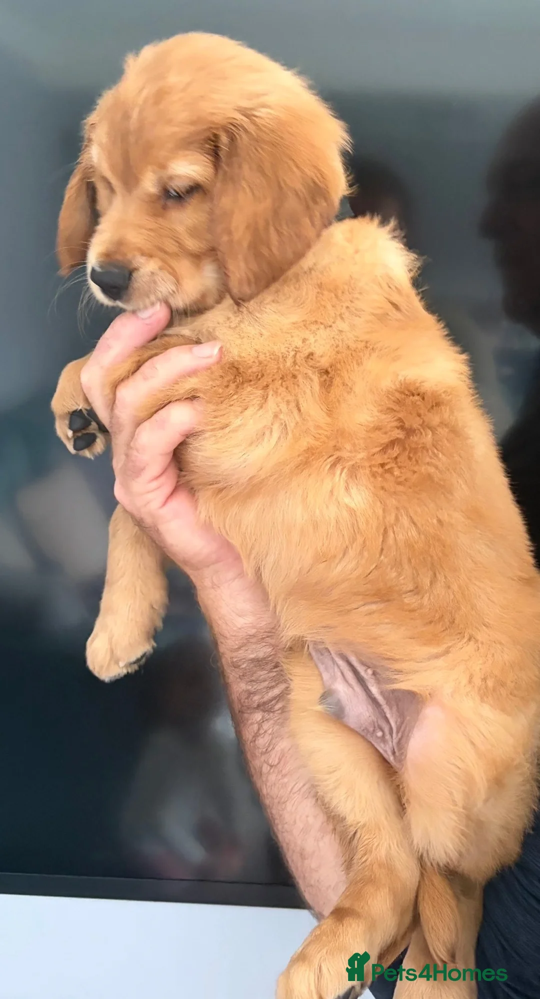 Golden Retriever dogs for sale: Gorgeous red golden retriever puppies  - Advert 23