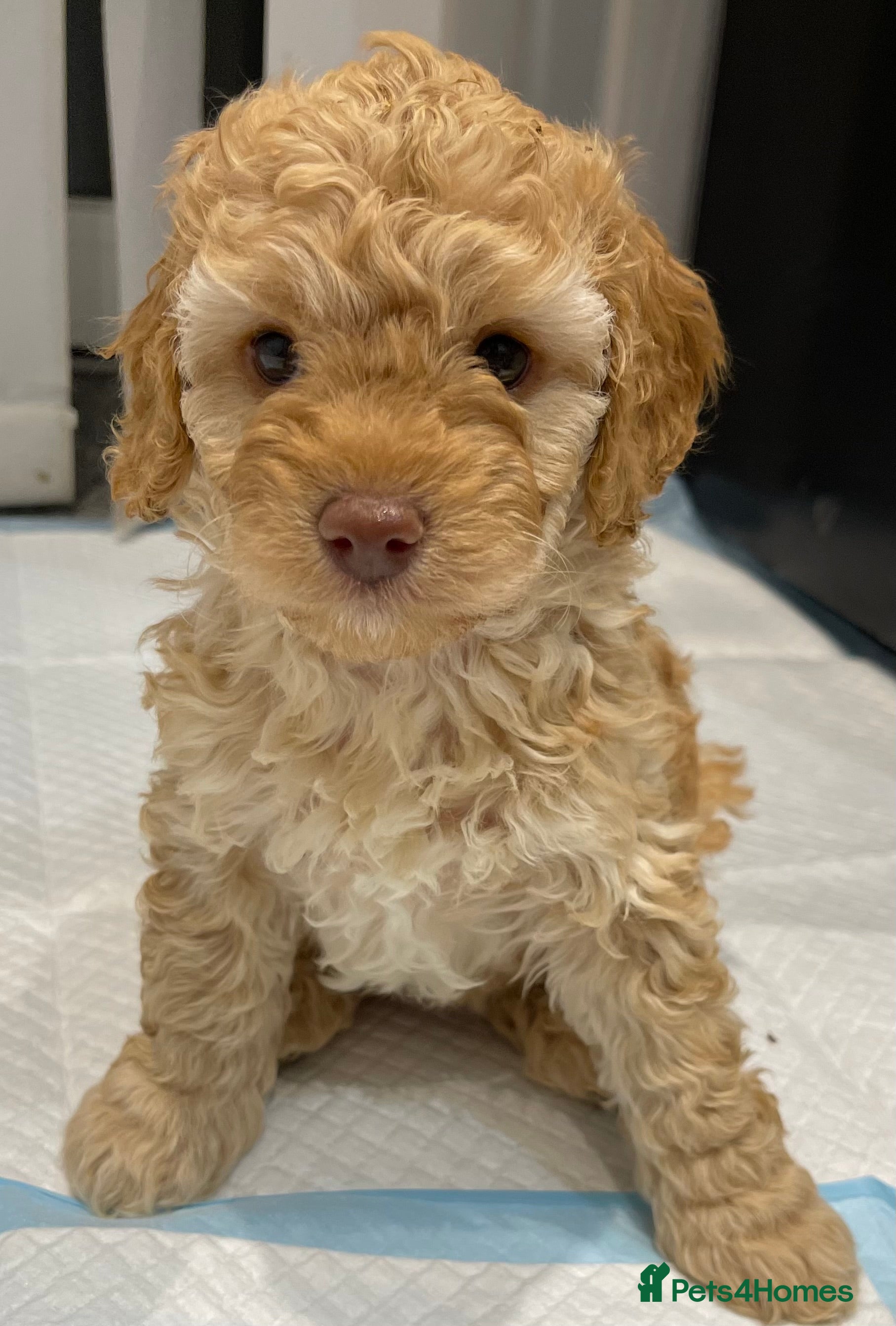 Cocker Spaniel Done Deal Cockapoo Puppies Done Deal Cockapoo