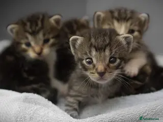 Mixed Breed cats TEST TEST TEST - Advert 2