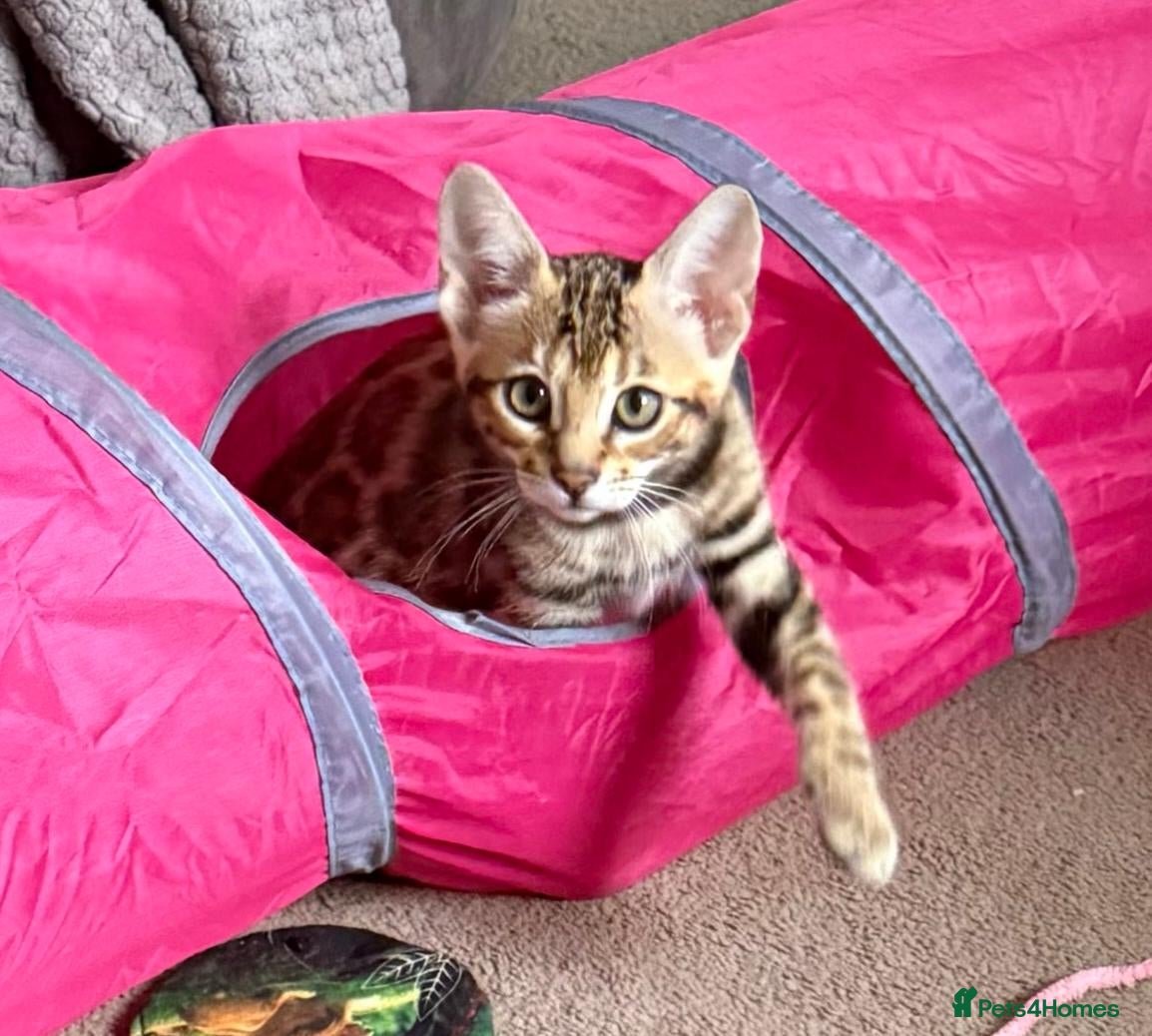 Bengal cats Stunning Bengal Kitten. Girl. TICA Registered. - Advert 1