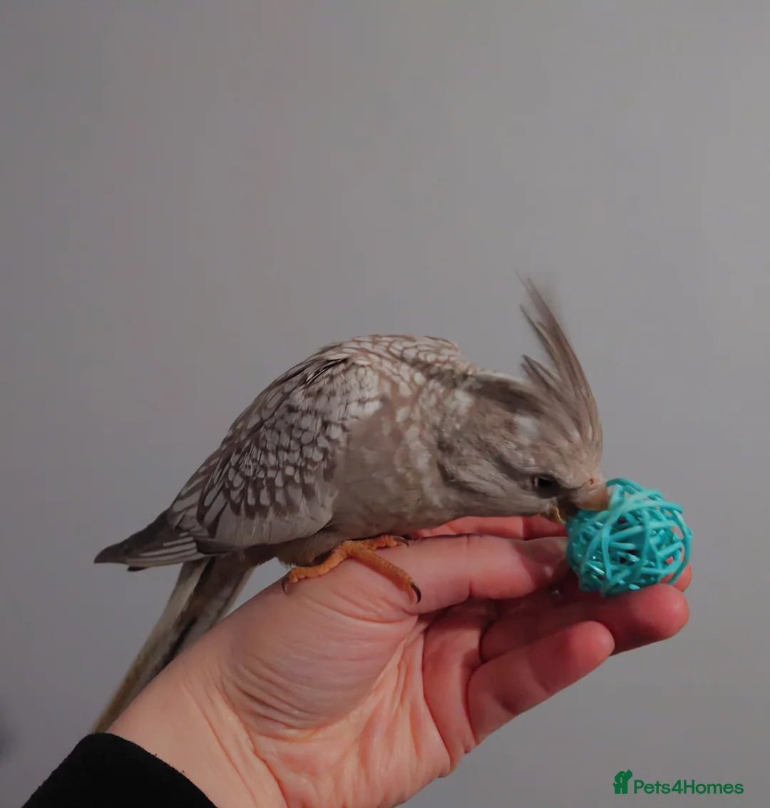 Cockatiels birds for sale: Hand reread silly tame DNA sexed baby cockatiels  - Advert 26