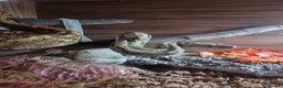Boa Snake reptiles for sale: Hog island boa - Advert 4
