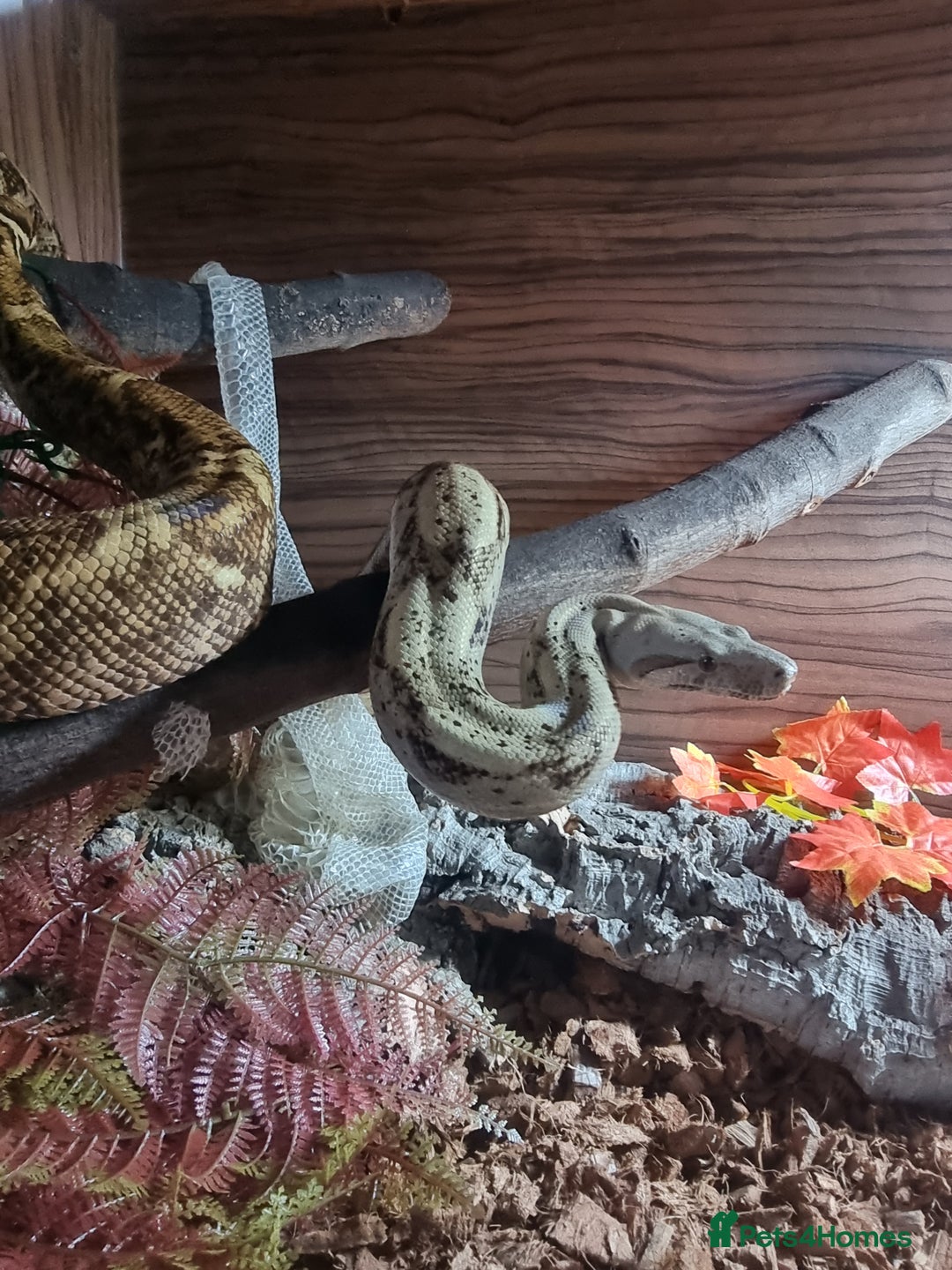 Boa Snake reptiles for sale: Hog island boa - Advert 4