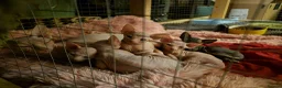 Sphynx cats for sale: Gorgeous Sphynx Kittens for sale - Advert 3