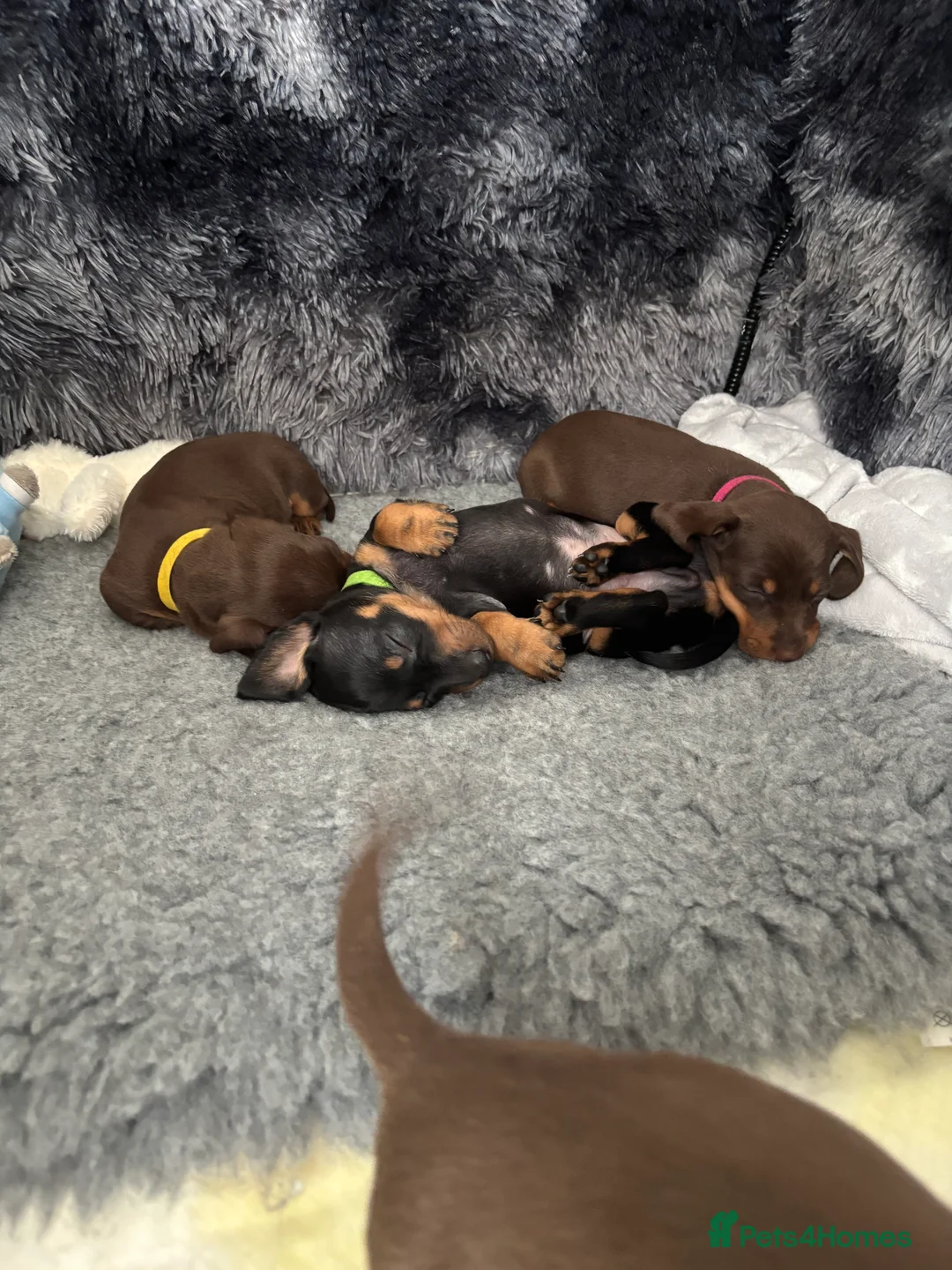 Dachshund dogs for sale: Miniature and standards dachshund pups - Advert 2