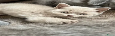 British Shorthair 4