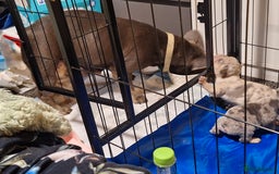 French Bulldog dogs for sale: Merle french bulldog puppies  - Image 7