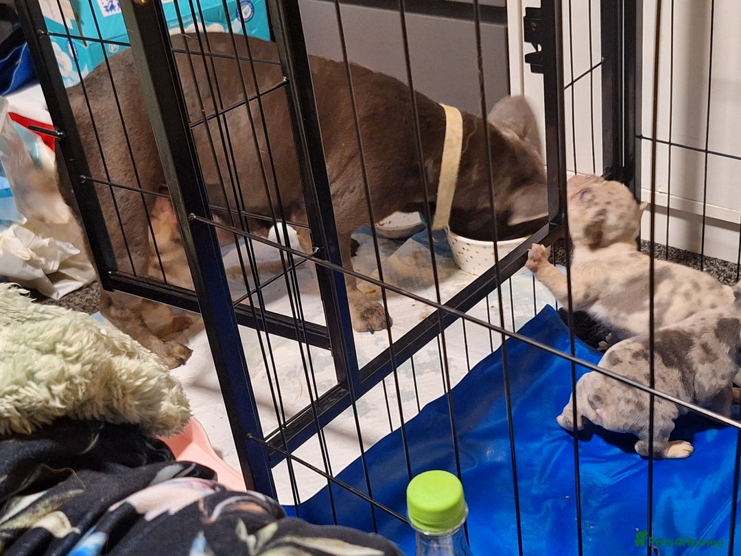 French Bulldog dogs for sale: Merle french bulldog puppies  - Image 7
