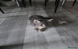 British Shorthair cats for sale: Tabby cats - Image 1