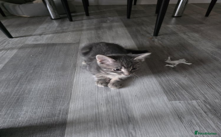 British Shorthair cats - Advert 4