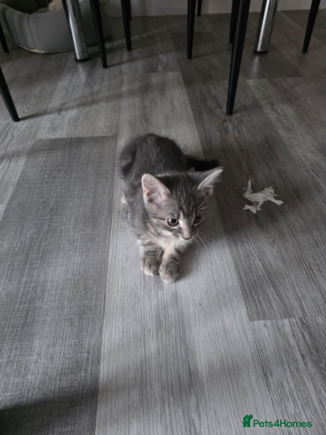 British Shorthair cats for sale: Tabby cats - Image 1