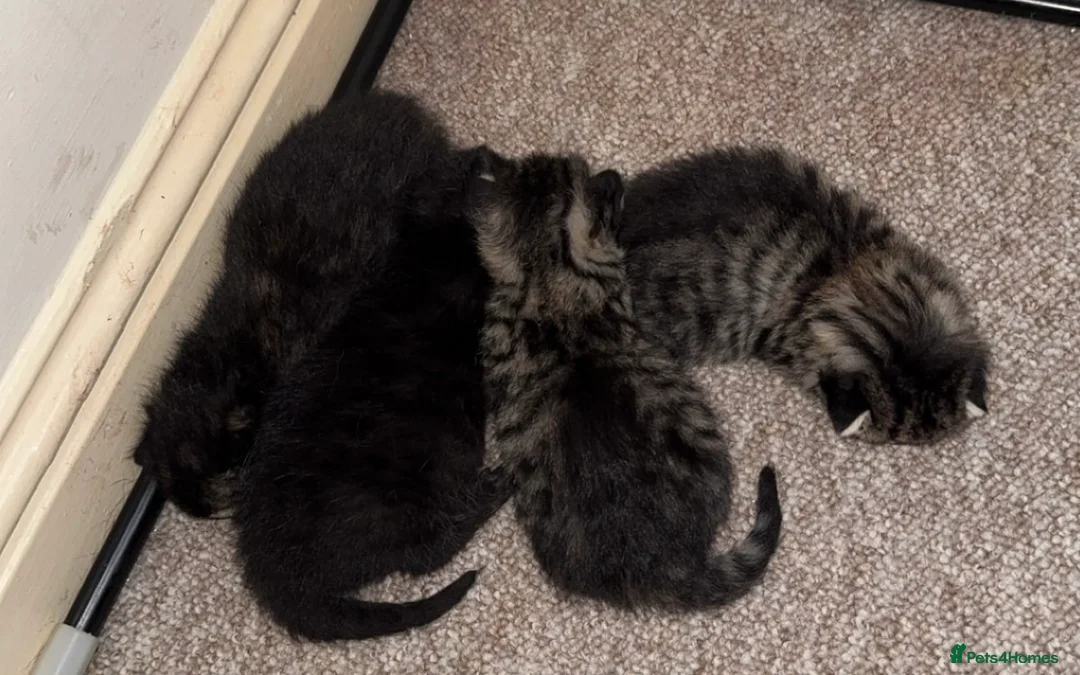 Bengal cats for sale: Cute Bengal kittens  - Advert 1