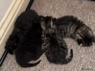 Bengal cats Cute Bengal kittens - Advert 1