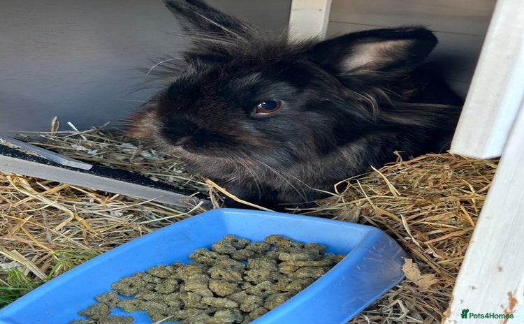 Dwarf Lop rabbits - Advert 1