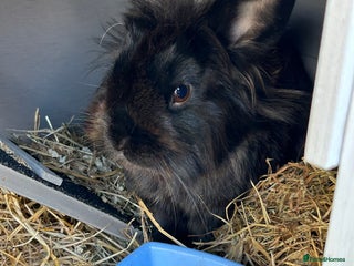 Dwarf Lop rabbits - Advert 34