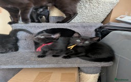 Maine Coon cats for sale: Last 2 beautiful Maine coon x males  - Image 15