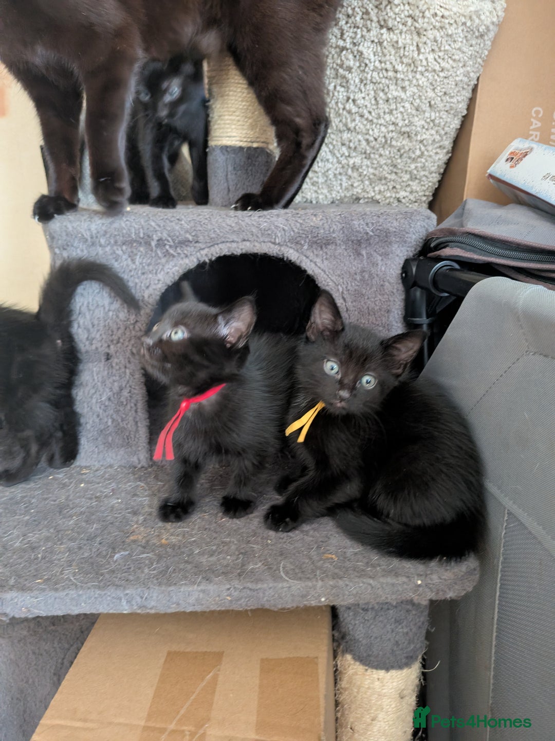 Maine Coon cats for sale: Last 2 beautiful Maine coon x males  - Image 15