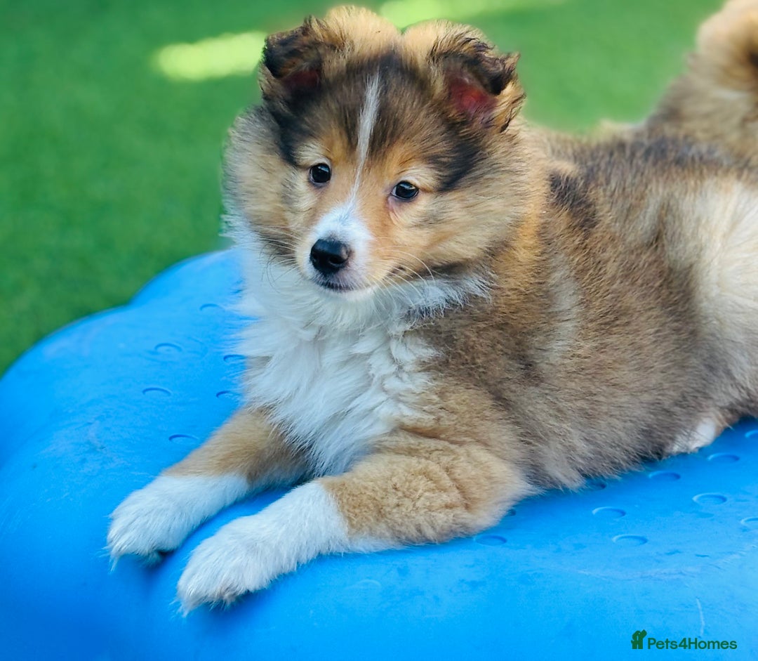 Shetland Sheepdog dogs for sale: Beautiful Shetland Sheepdog Puppies  in Goole - Image 11