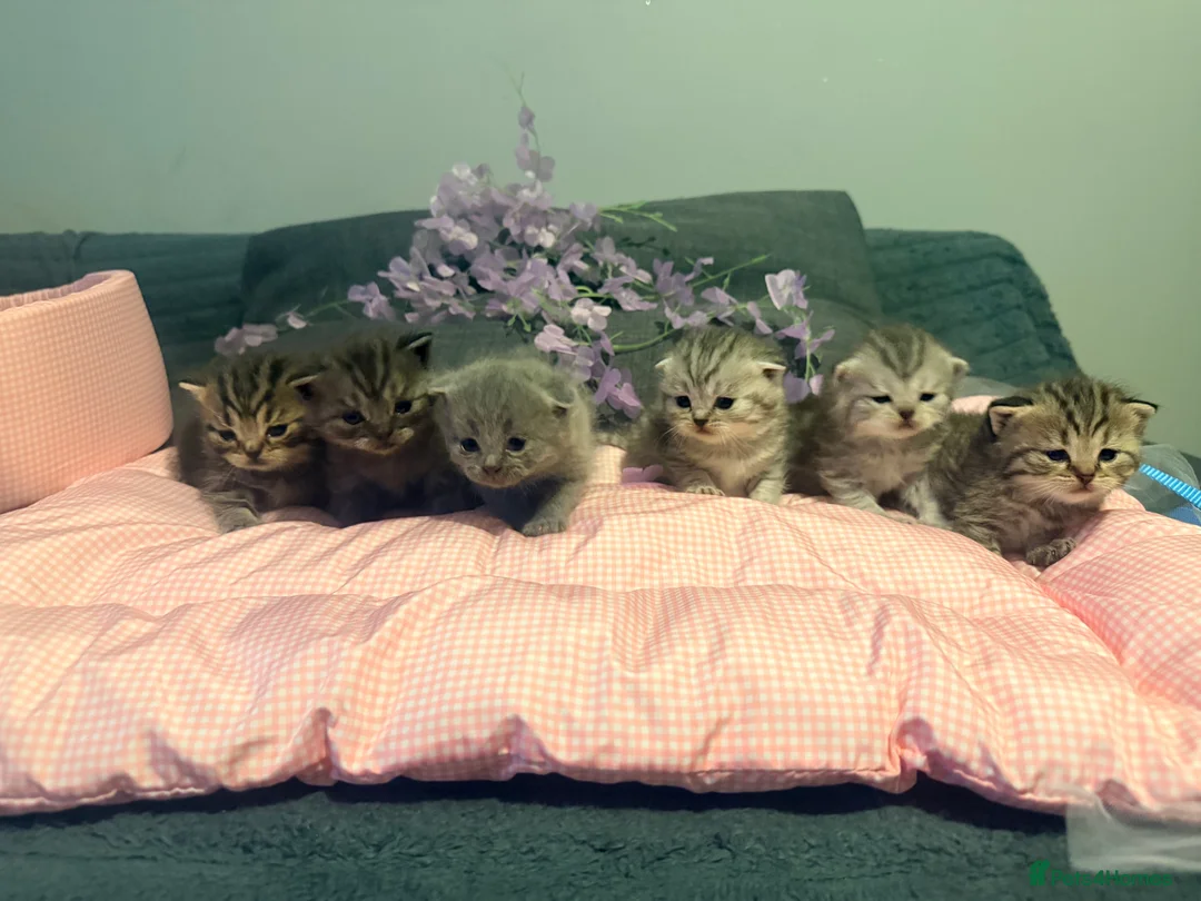 Scottish Fold cats for sale: 😏😊❤️Ready for reserve 😊😊😊😊 - Advert 2