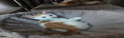 Mixed Breed cats for sale: 5 Adorable Kittens Looking for Loving Homes - Advert 5